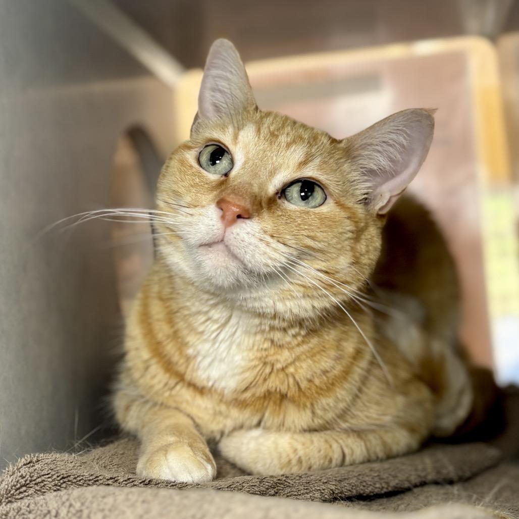 Enlarge Abby, a Adoptable Domestic Short Hair in Glenwood Springs, CO image 5/6