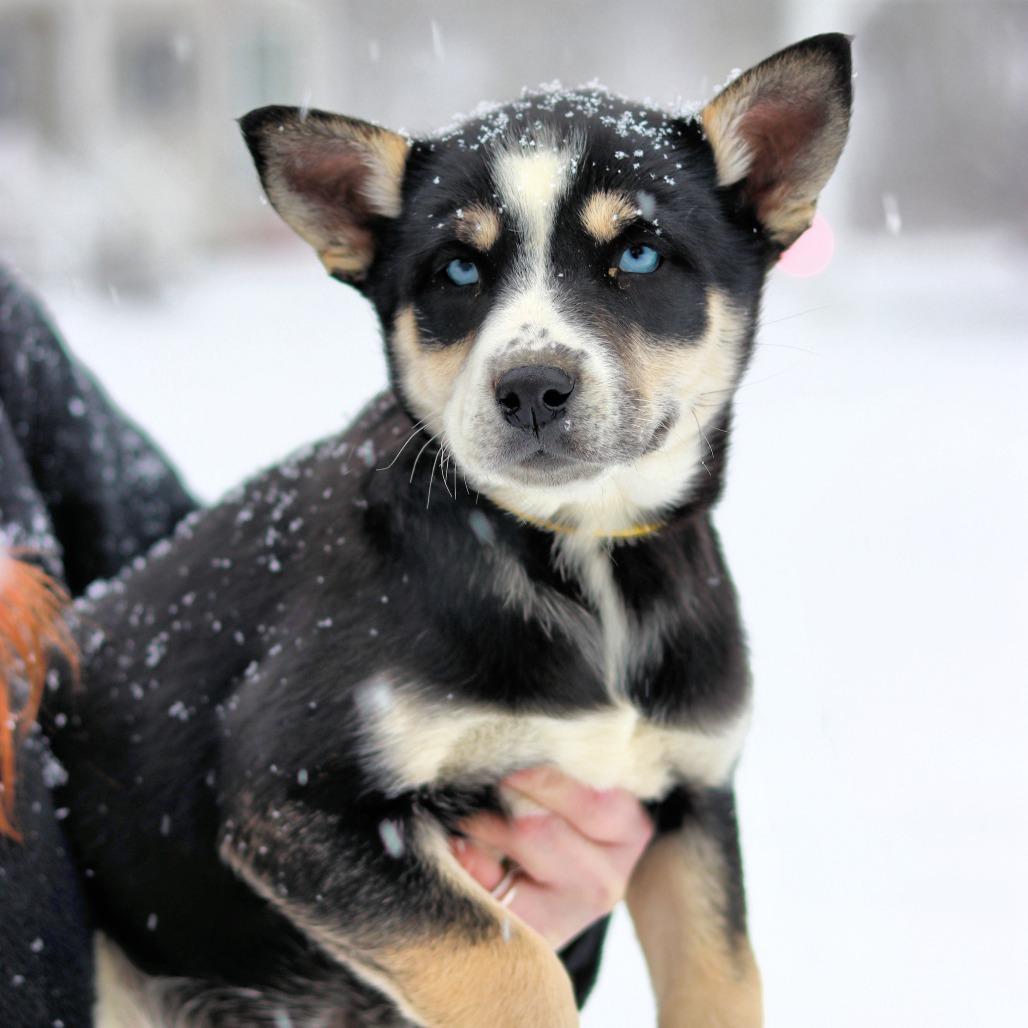 Ct Sitka thumbnail 3