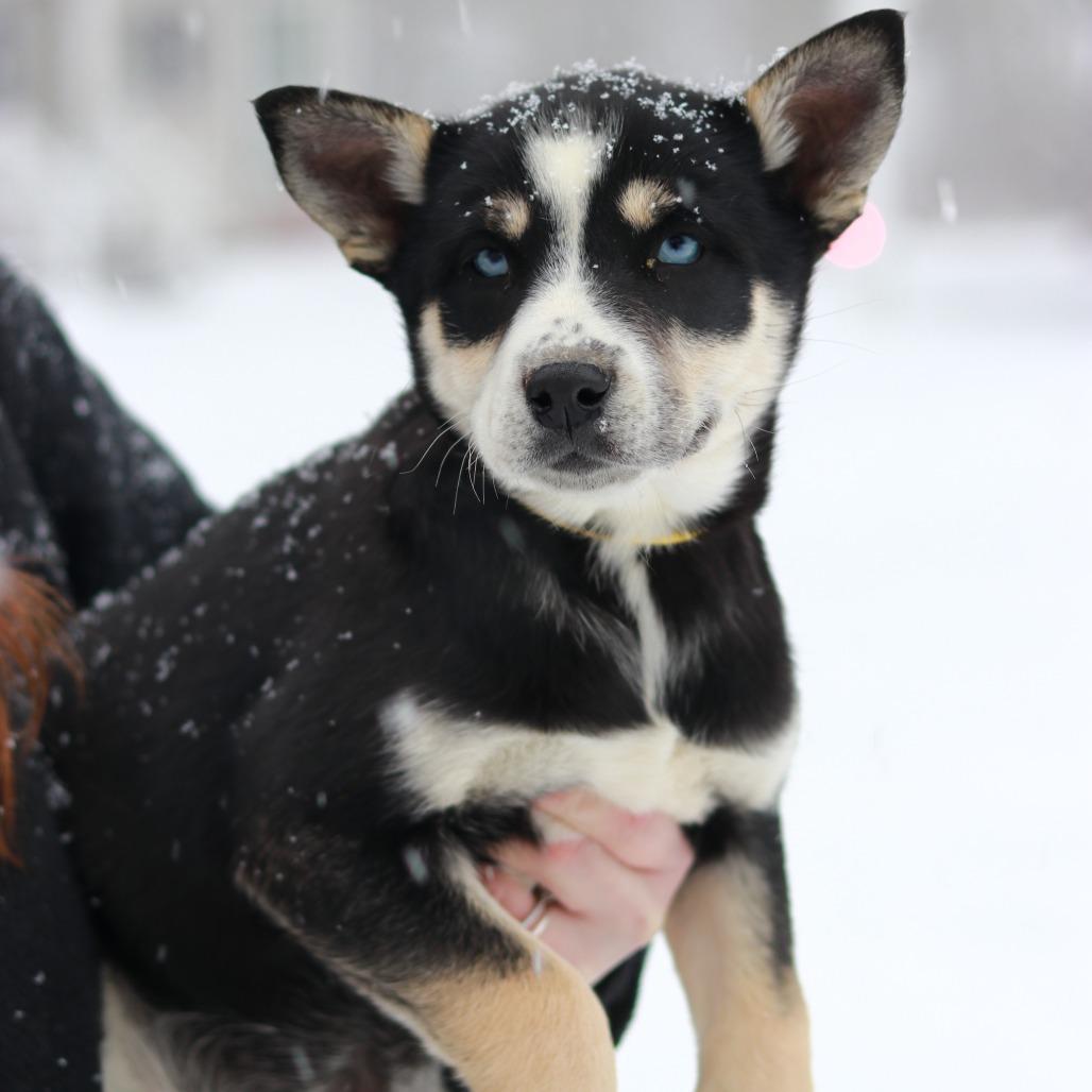 Ct Sitka thumbnail 5