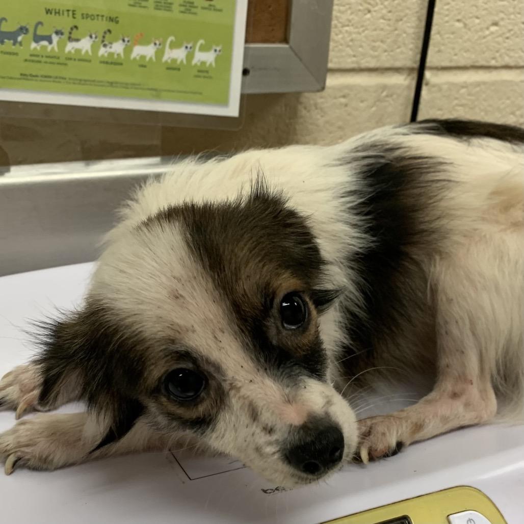 Bobble, Adoptable, Adult Male Mixed Breed.