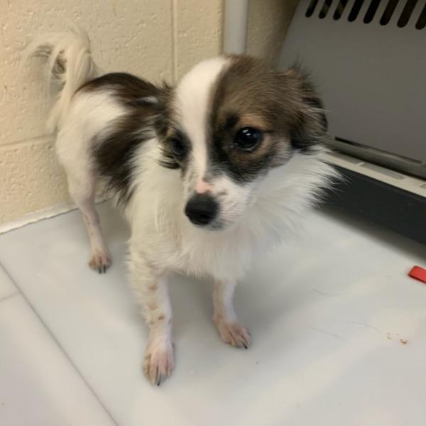 Enlarge Bobble, a Adoptable Mixed Breed in Memphis, TN image 2/2