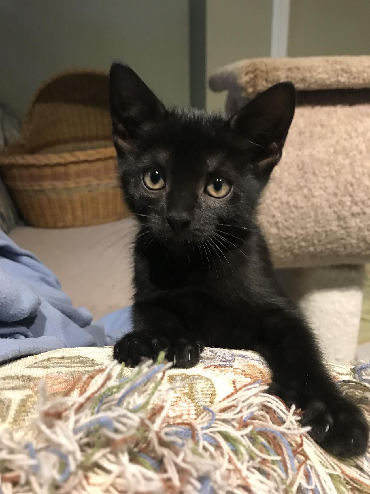 Westfield Homeless Cat Project - wcnt3ac