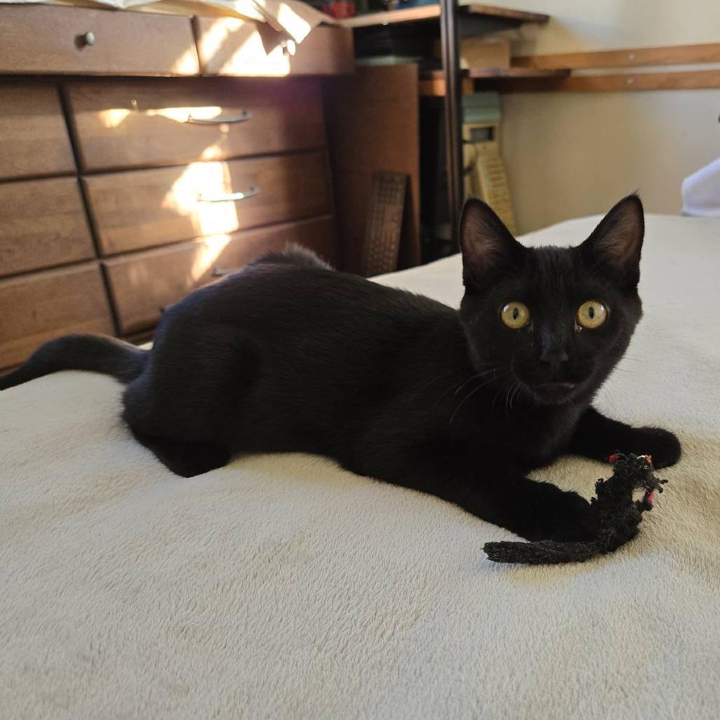 Keira, Adoptable, Kitten Female Domestic Short Hair.