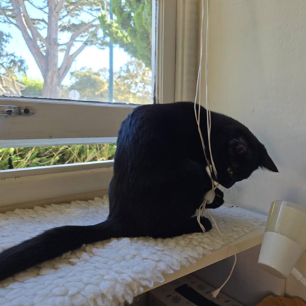 Enlarge Keira, a Adoptable Domestic Short Hair in Pacific Grove, CA image 2/6
