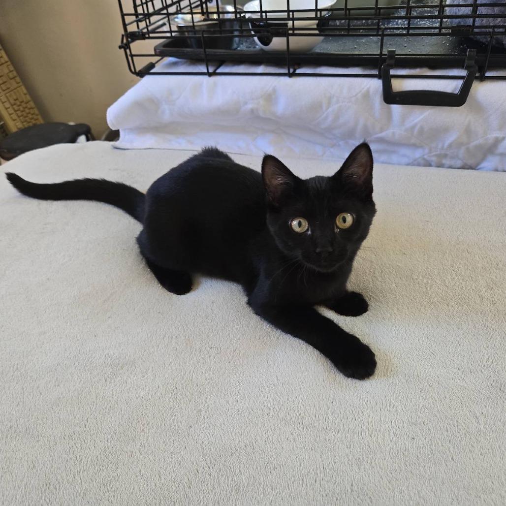 Enlarge Keira, a Adoptable Domestic Short Hair in Pacific Grove, CA image 3/6