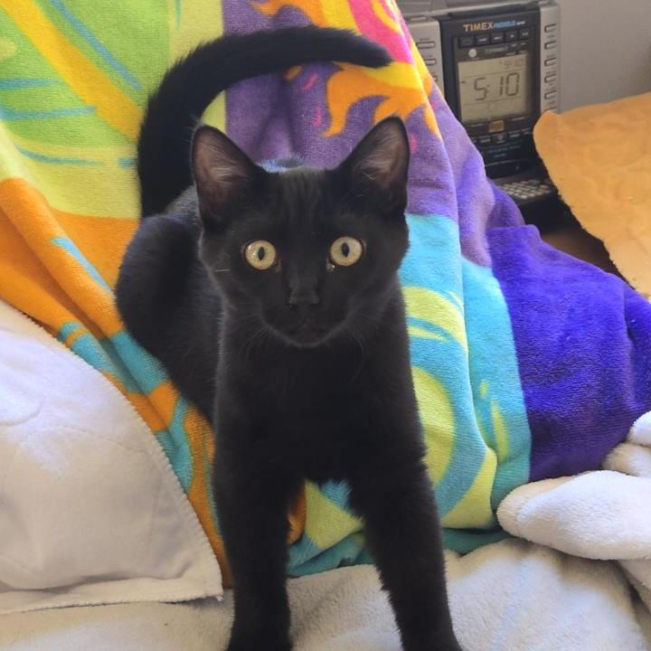 Enlarge Keira, a Adoptable Domestic Short Hair in Pacific Grove, CA image 4/6