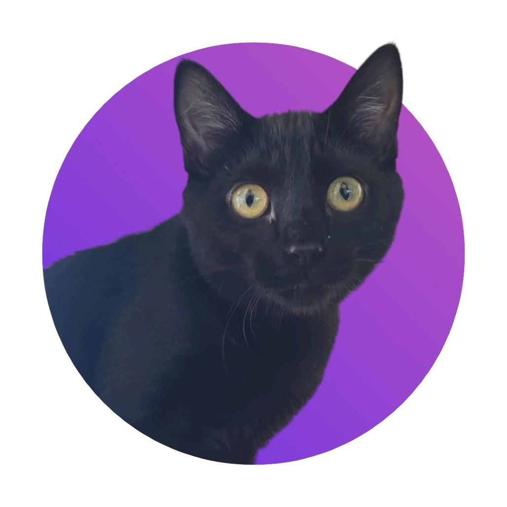 Enlarge Keira, a Adoptable Domestic Short Hair in Pacific Grove, CA image 5/6