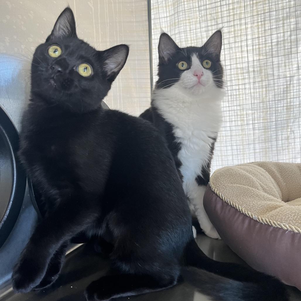 Enlarge Keira, a Adoptable Domestic Short Hair in Pacific Grove, CA image 6/6