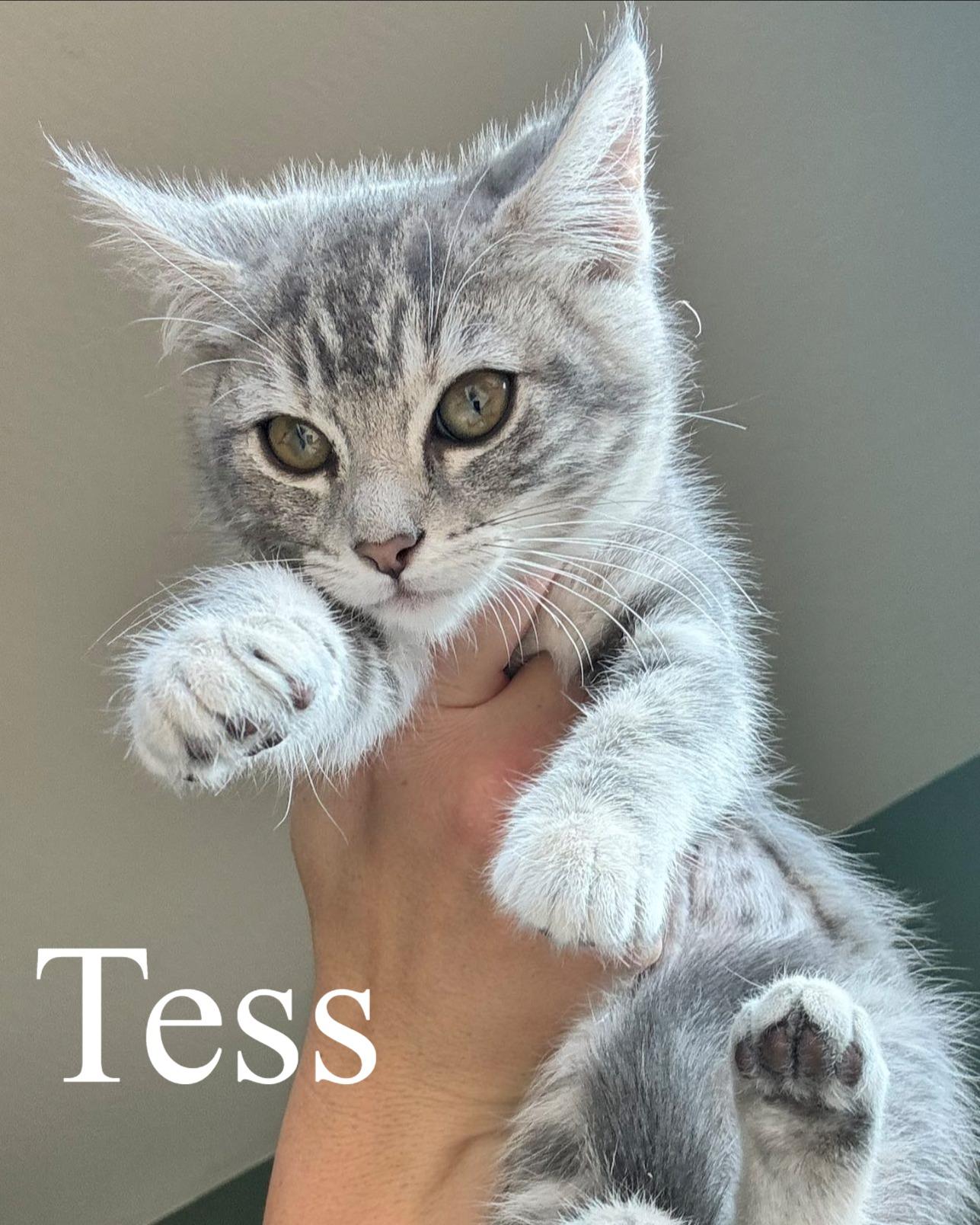 Tess