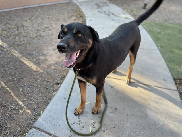 EGG, Adoptable, Adult Male German Shepherd Dog & Mixed Breed.