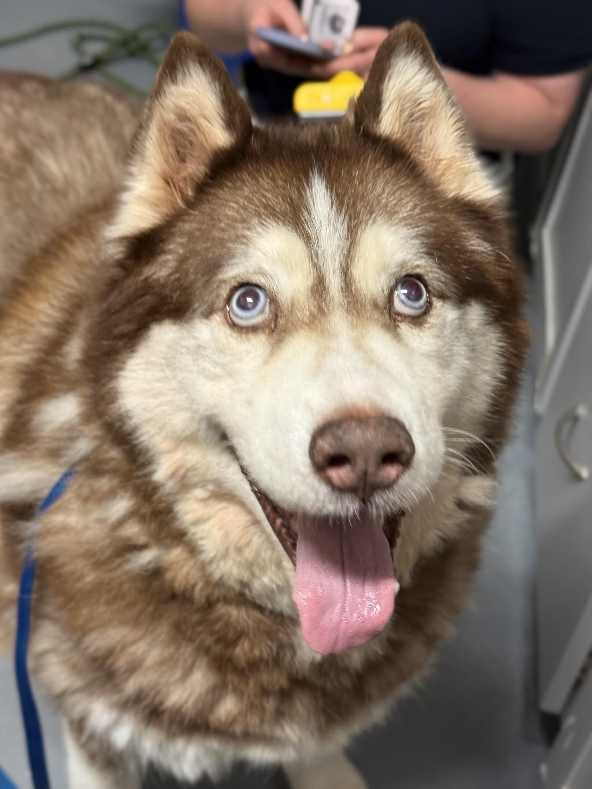 Enlarge Boltund, a ADOPTABLE Siberian Husky in Ashland, VA image 2/2