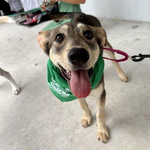 Willow, Adoptable, Puppy Female German Shepherd Dog & Labrador Retriever.