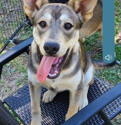 Willow, a Adoptable mixed breed in Sanford, NC image 3/6