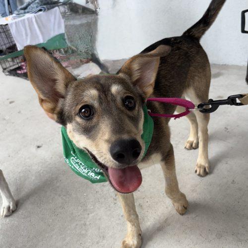 Willow, a Adoptable mixed breed in Sanford, NC image 4/6