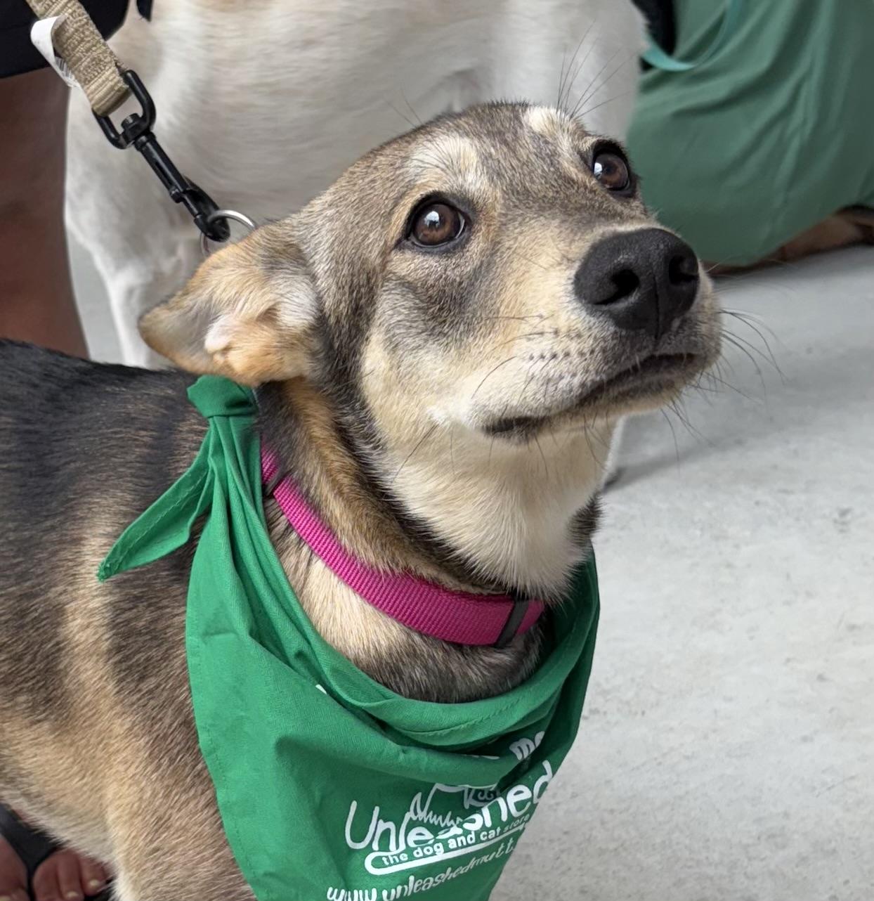 Willow, a Adoptable mixed breed in Sanford, NC image 5/6