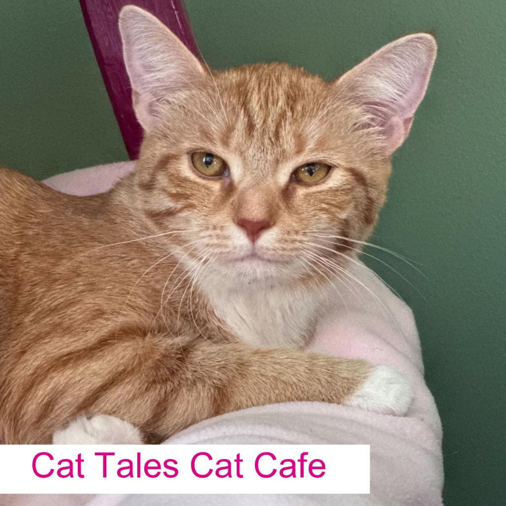 Enlarge Loblolly, a Adoptable Domestic Short Hair in Chapel Hill, NC image 1/1