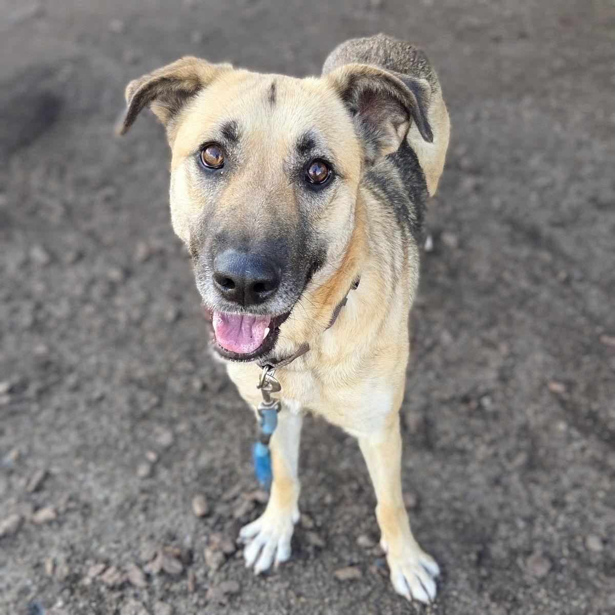 Maisy, Adoptable, Adult Female German Shepherd Dog.