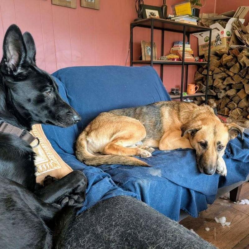 Maisy, a Adoptable German Shepherd Dog in Oakland, CA image 2/3