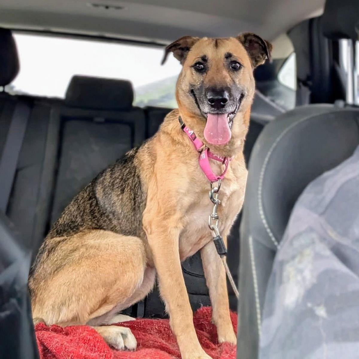 Maisy, a Adoptable German Shepherd Dog in Oakland, CA image 3/3