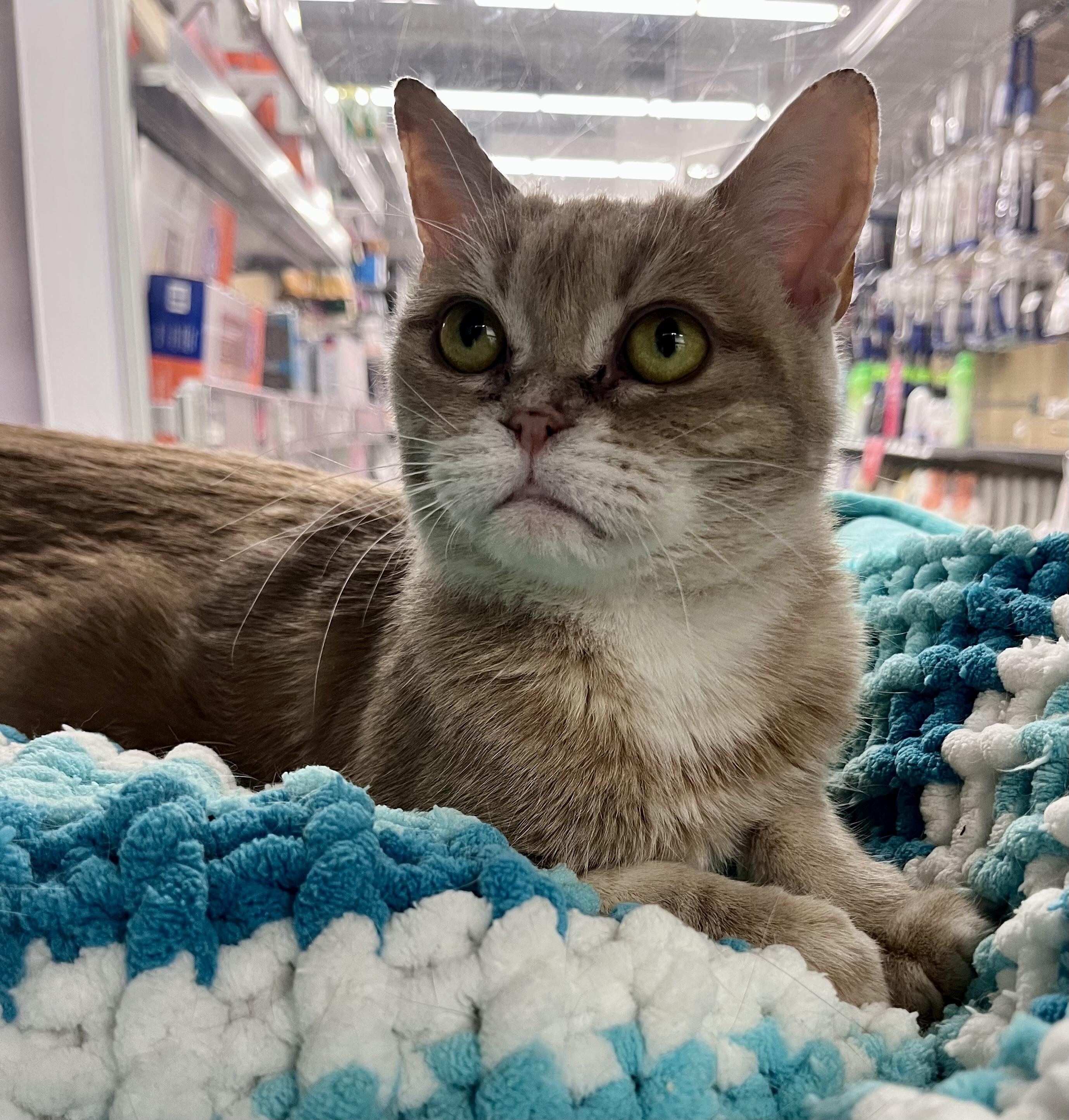 Enlarge Fanta, a Adoptable mixed breed in Pickering, ON image 2/2