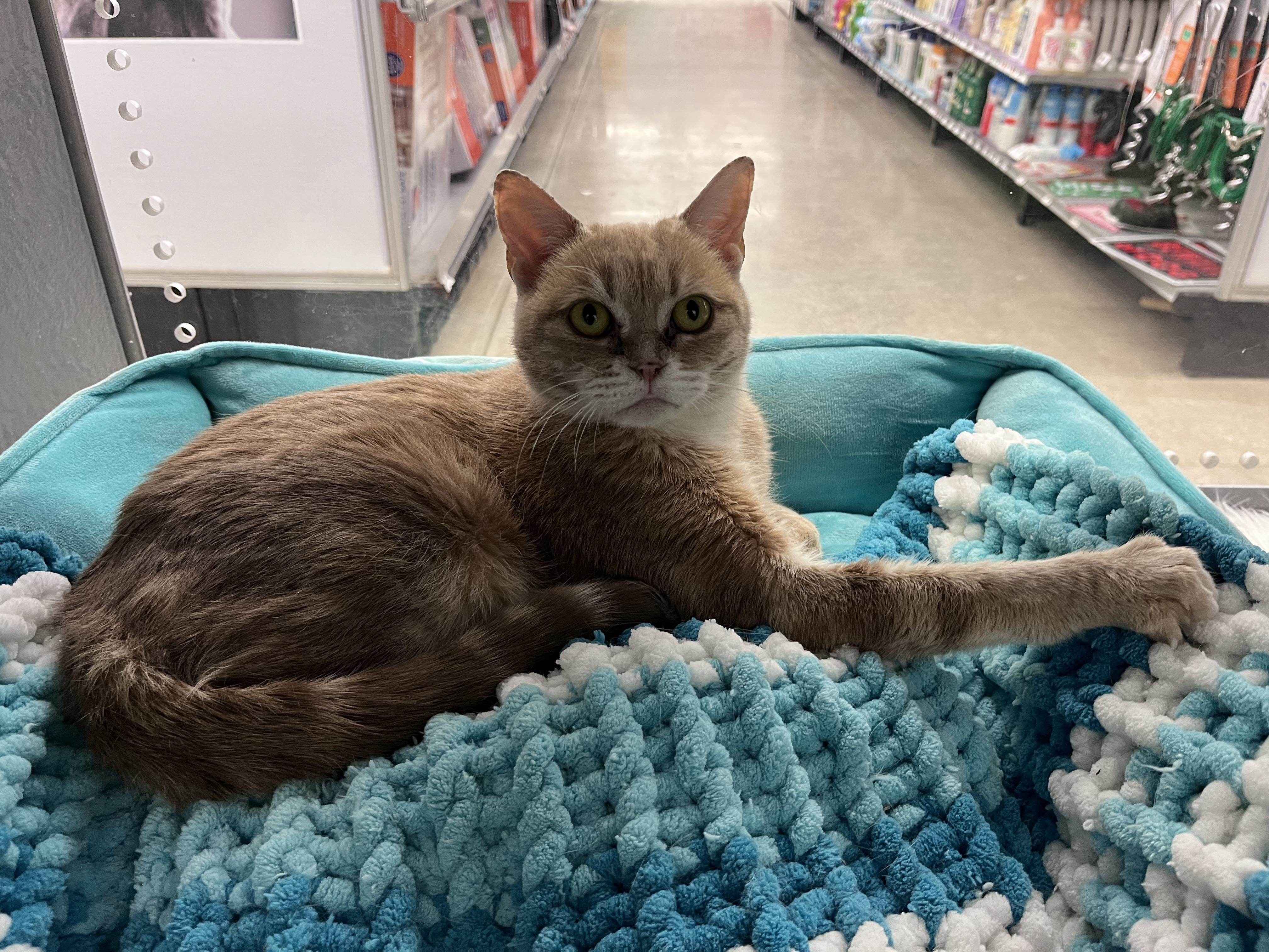 Enlarge Fanta, a Adoptable mixed breed in Pickering, ON image 1/2