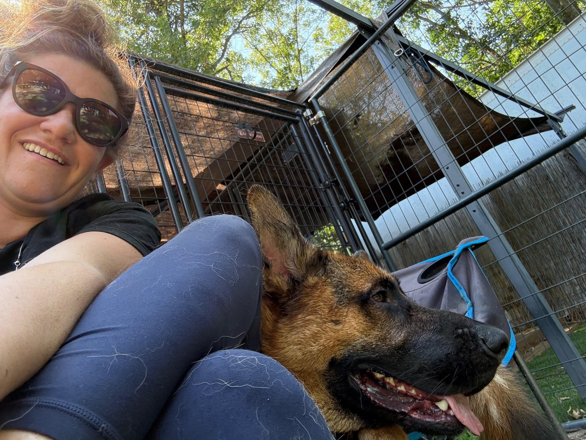 Enlarge Lincoln, a Adoptable German Shepherd Dog in Ipswich, MA image 4/4