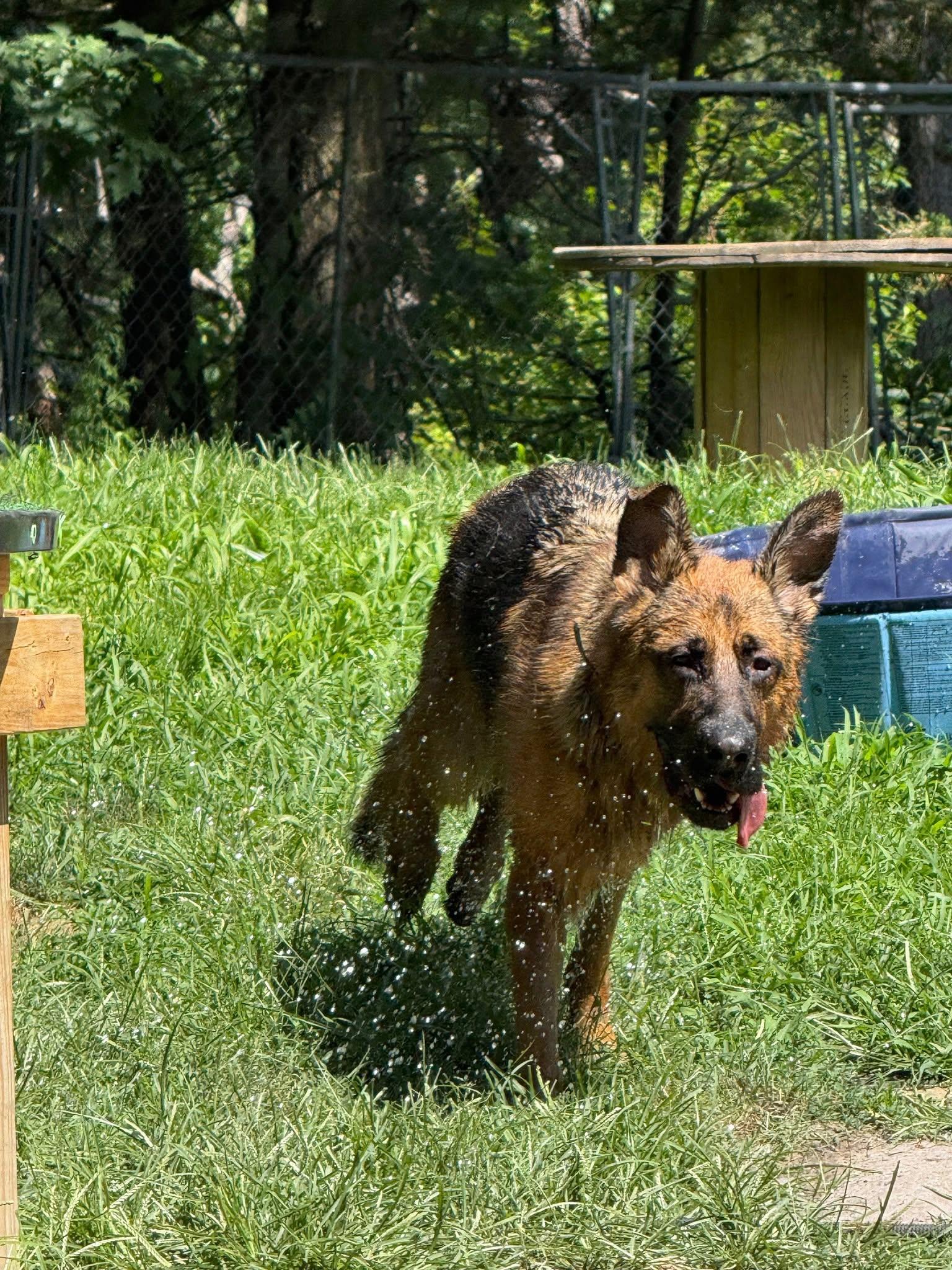 Enlarge Lincoln, a Adoptable German Shepherd Dog in Ipswich, MA image 2/4
