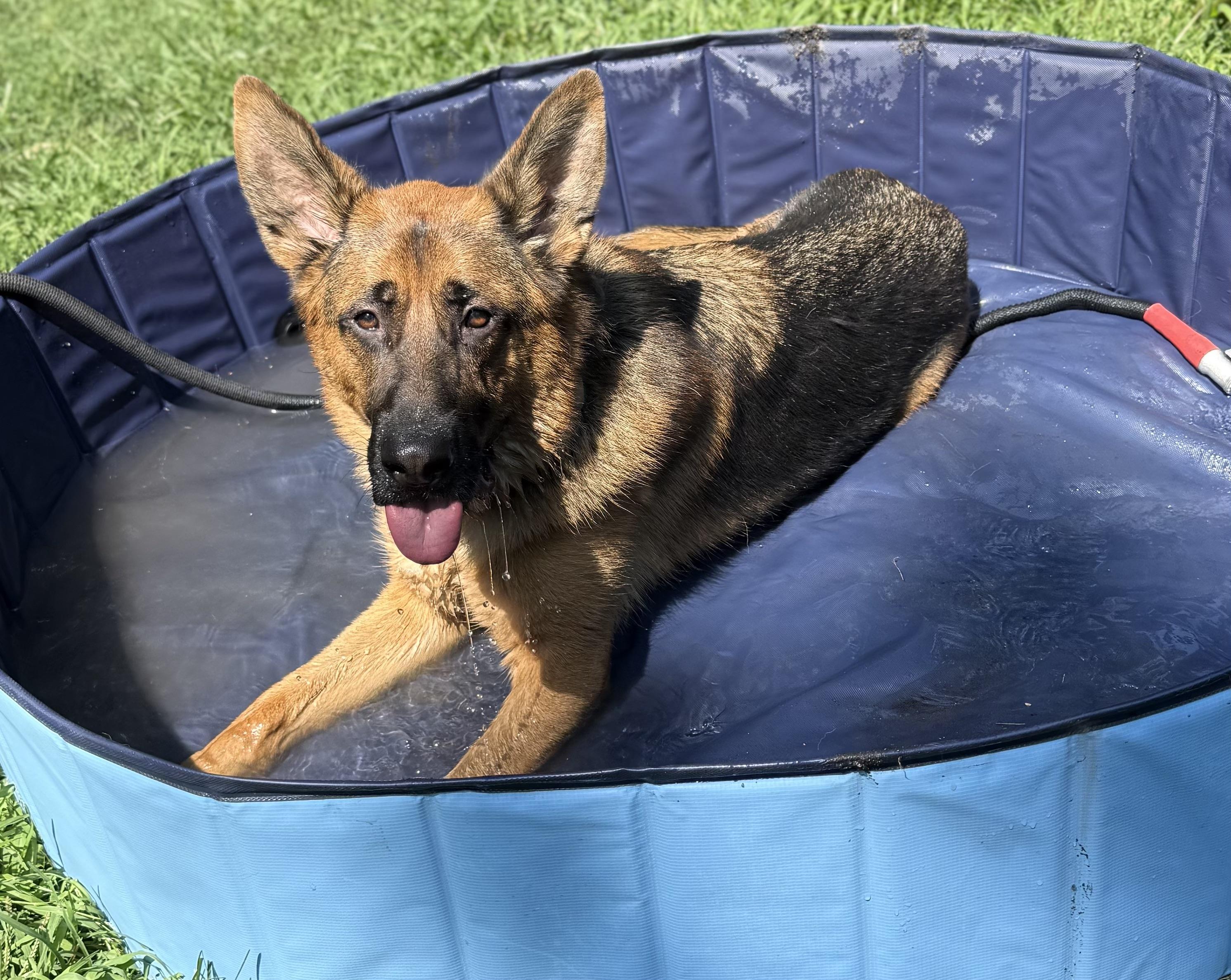 Lincoln, Adoptable, Young Male German Shepherd Dog.