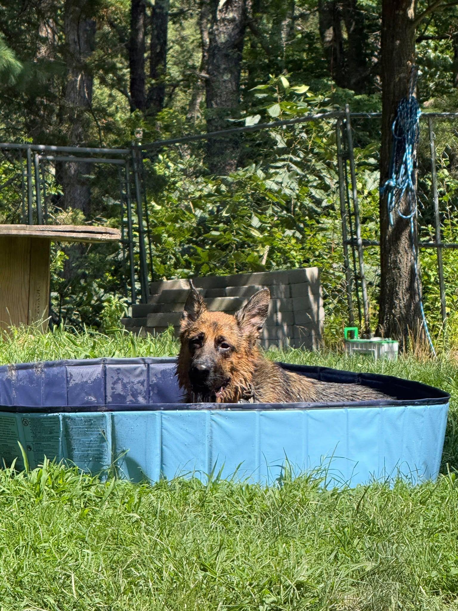 Enlarge Lincoln, a Adoptable German Shepherd Dog in Ipswich, MA image 3/4