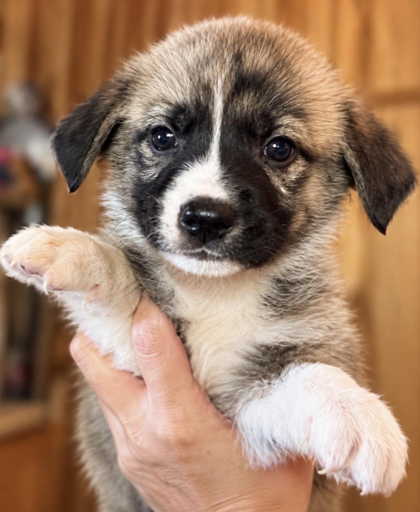 Enlarge Swift Sport, a Adoptable mixed breed in Woburn, MA image 1/3
