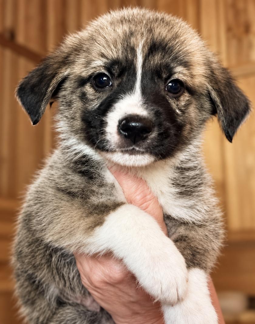 Enlarge Swift Sport, a Adoptable mixed breed in Woburn, MA image 2/3