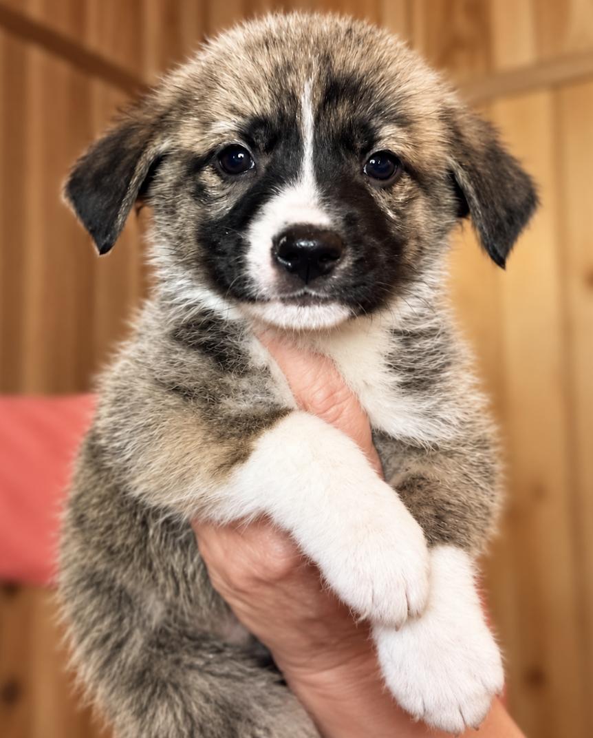 Enlarge Swift Sport, a Adoptable mixed breed in Woburn, MA image 3/3