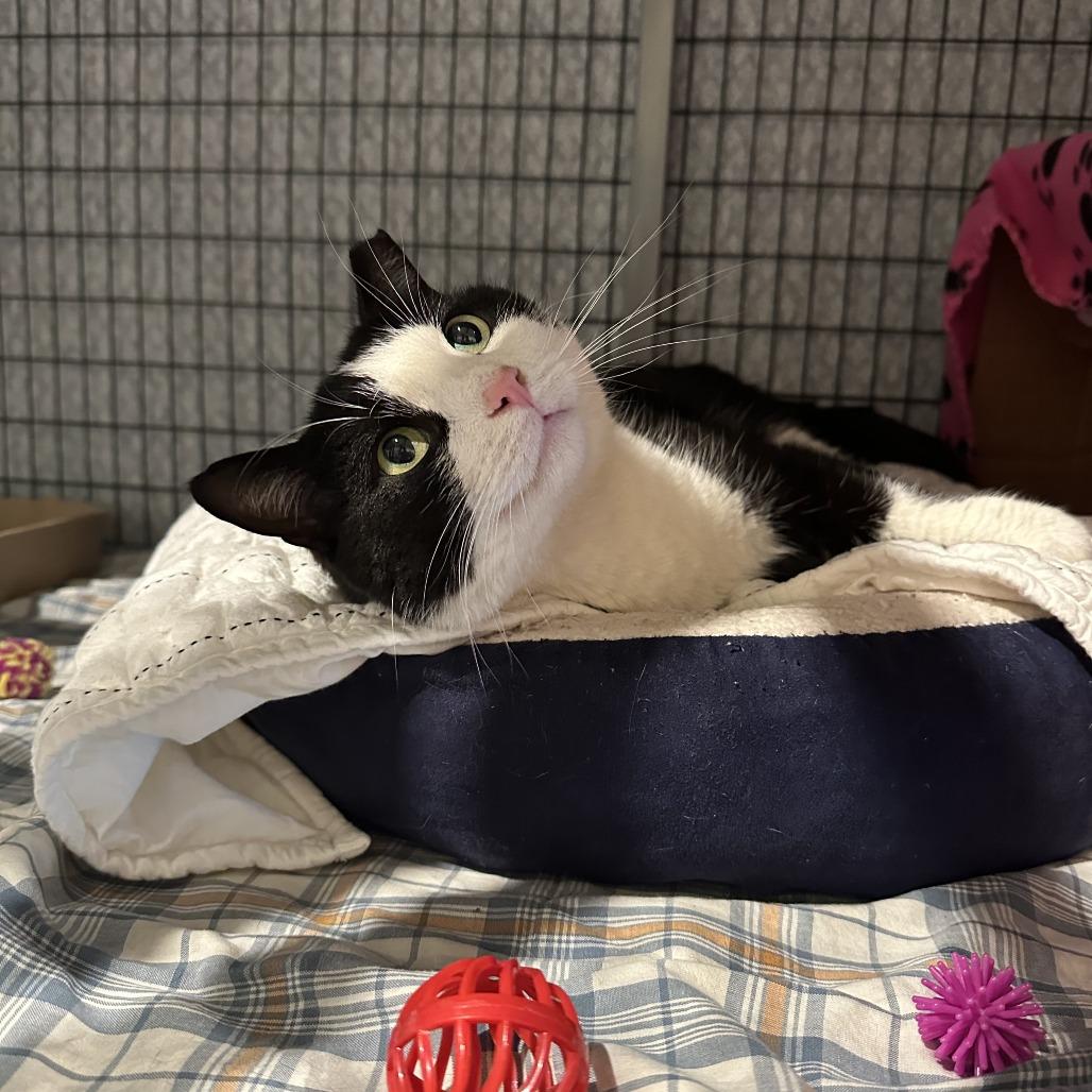 Squirrel — thumbnail 2