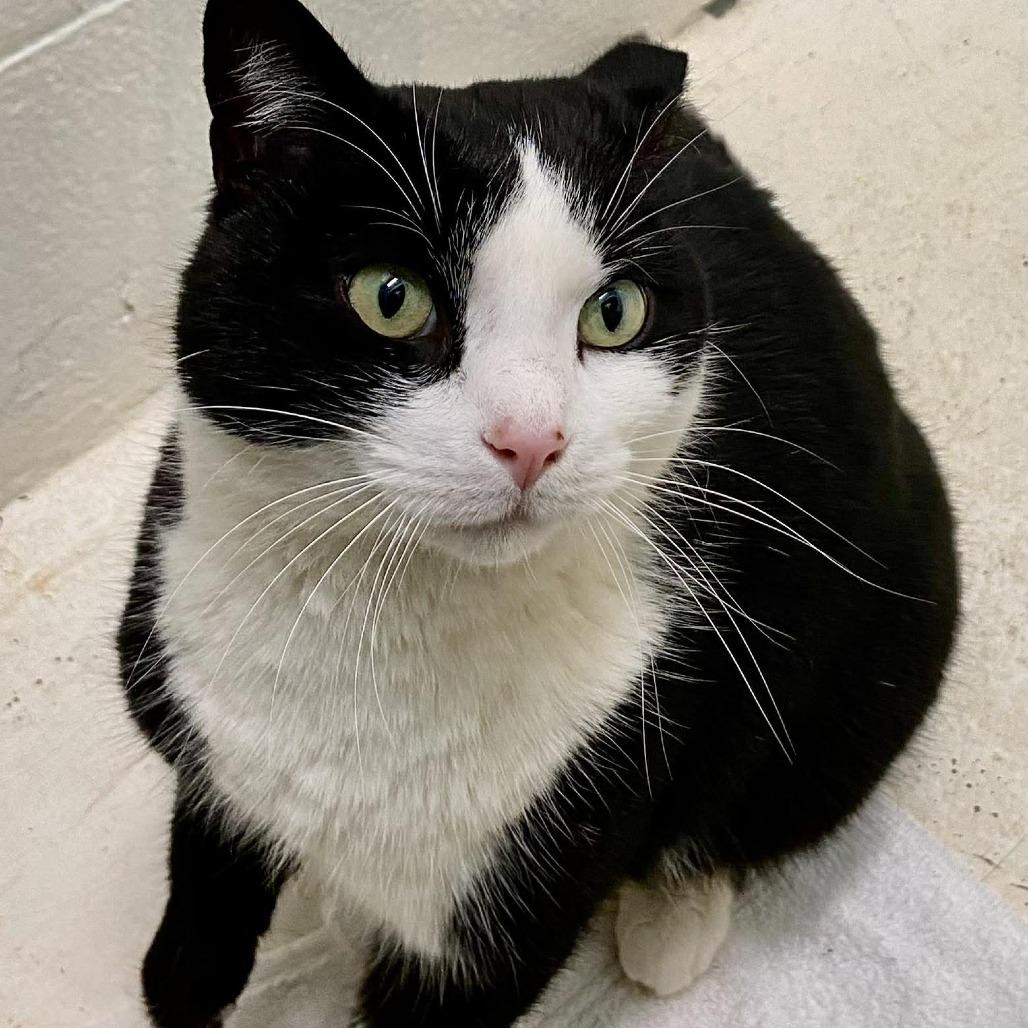 Squirrel — thumbnail 3