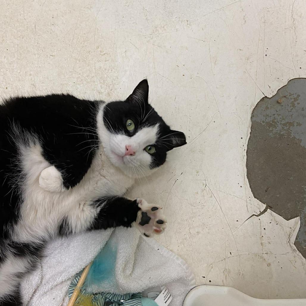 Squirrel — thumbnail 4