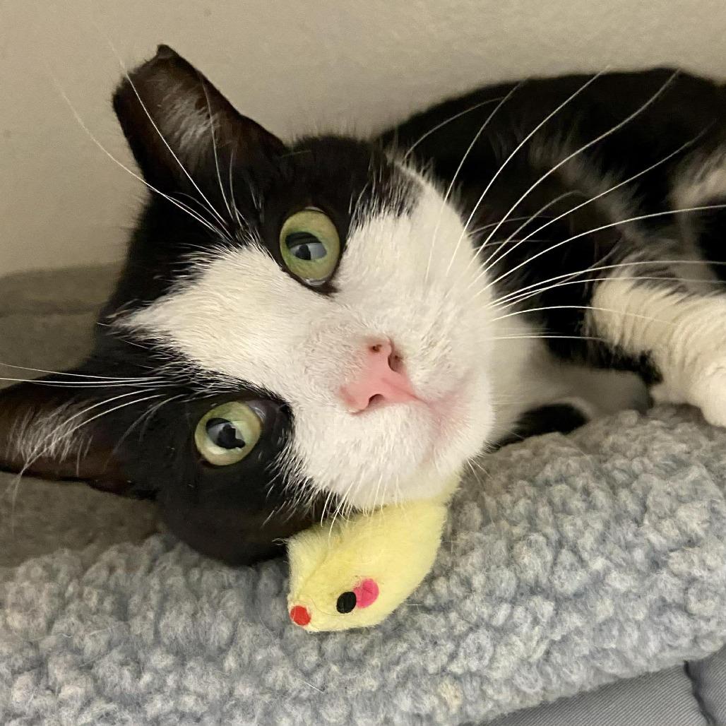 Squirrel — thumbnail 5