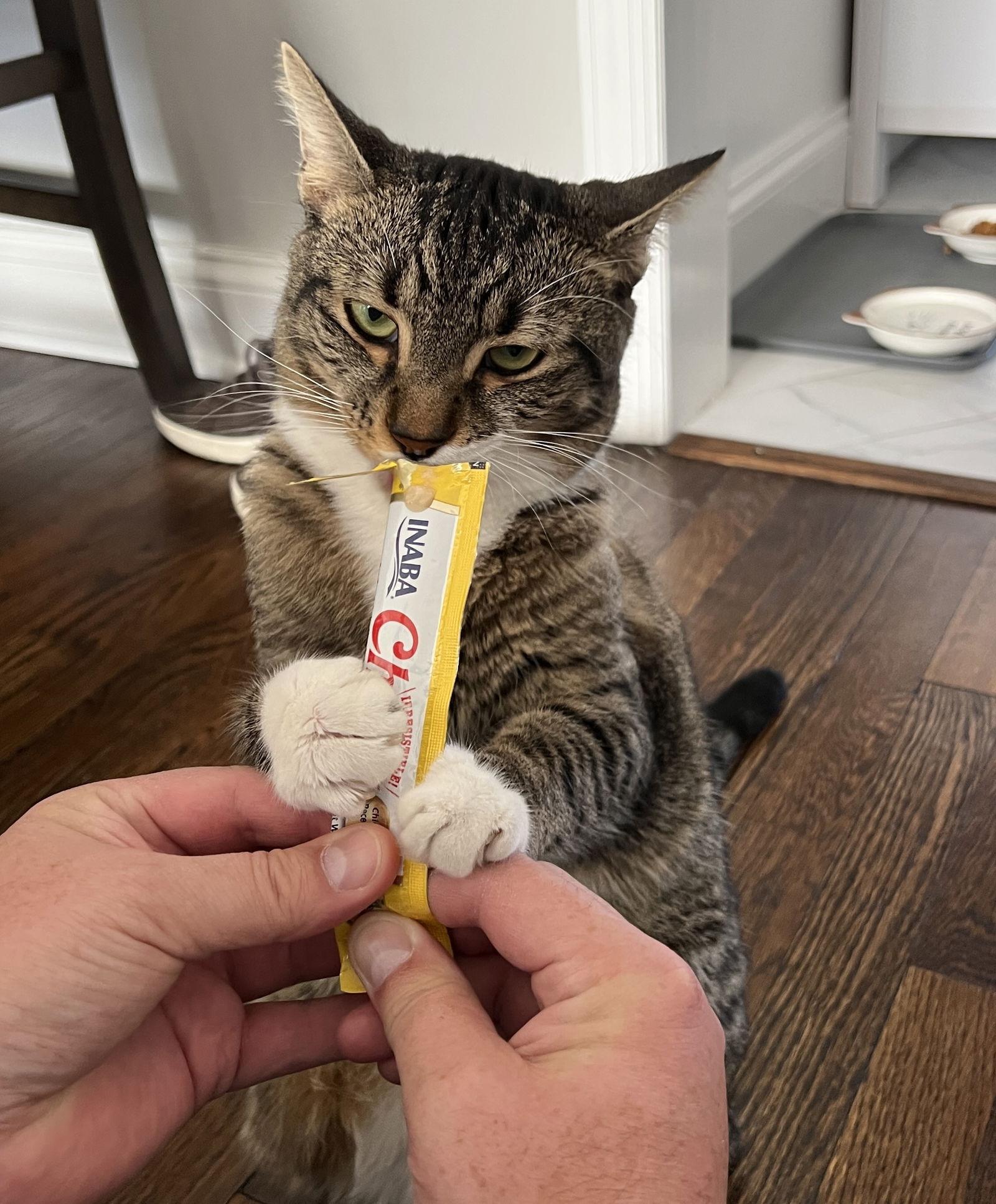 SAREK, Adoptable, Young Male Domestic Short Hair.