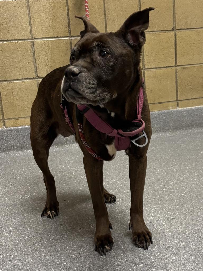 Chloe, Adoptable, Senior Female Boxer.