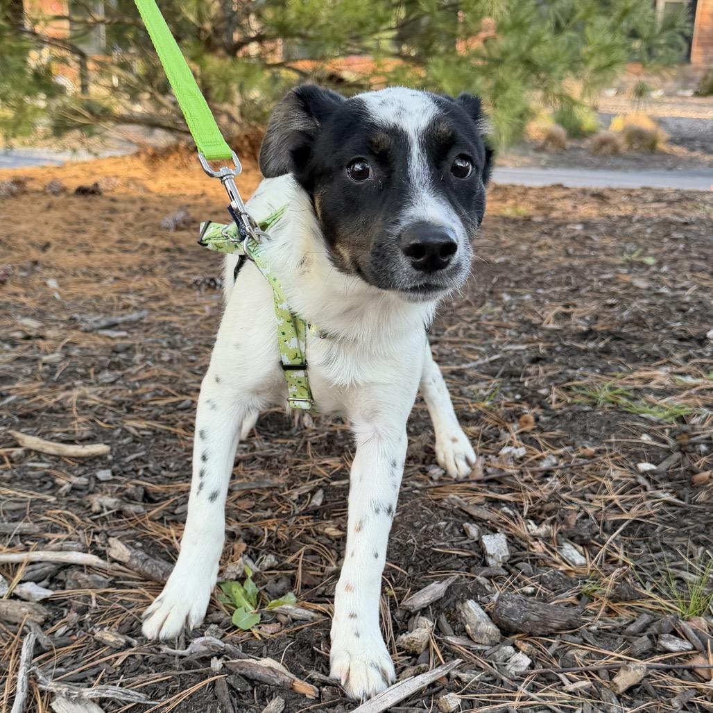 Shooter, a Adoptable mixed breed in East Hampton, NY image 1/4