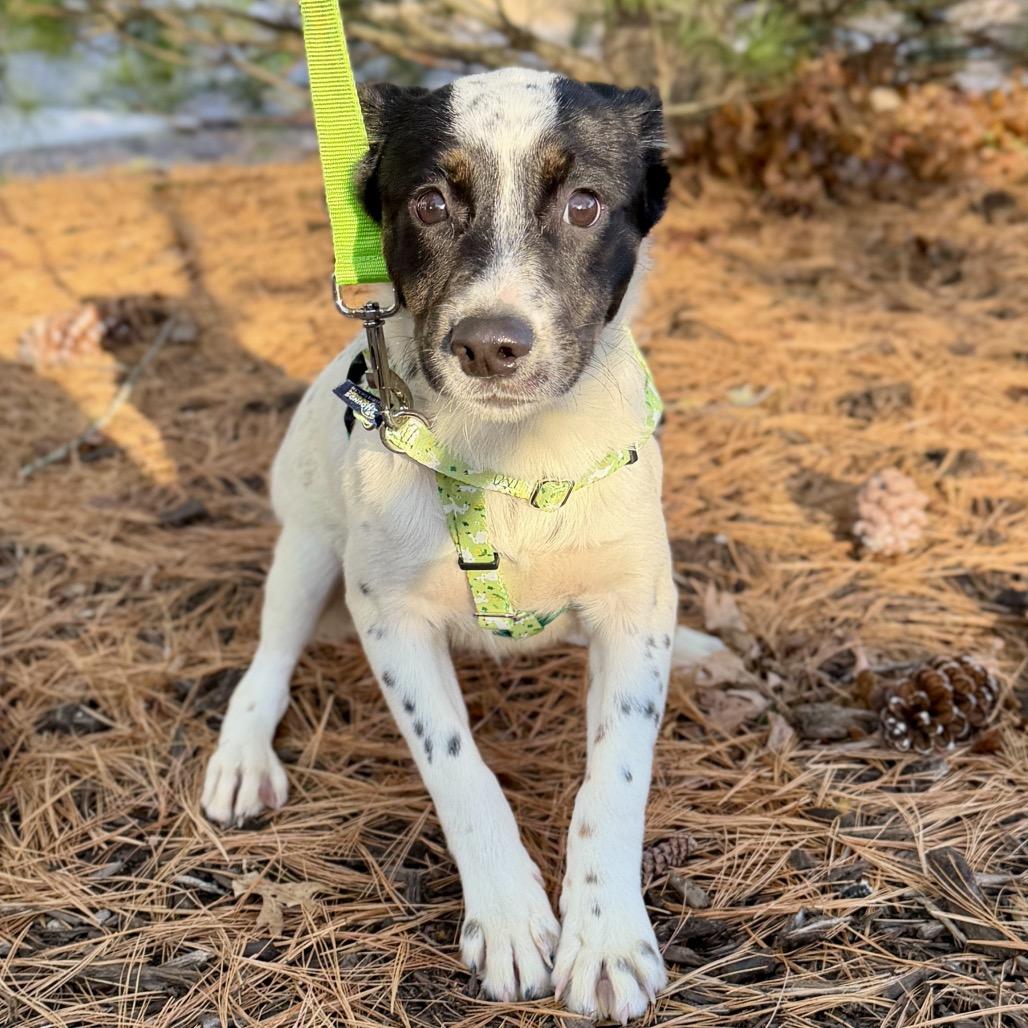 Shooter, a Adoptable mixed breed in East Hampton, NY image 2/4