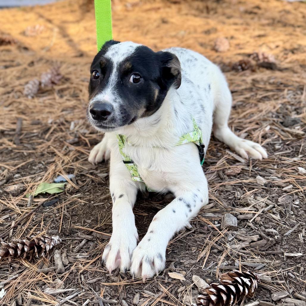 Shooter, a Adoptable mixed breed in East Hampton, NY image 3/4