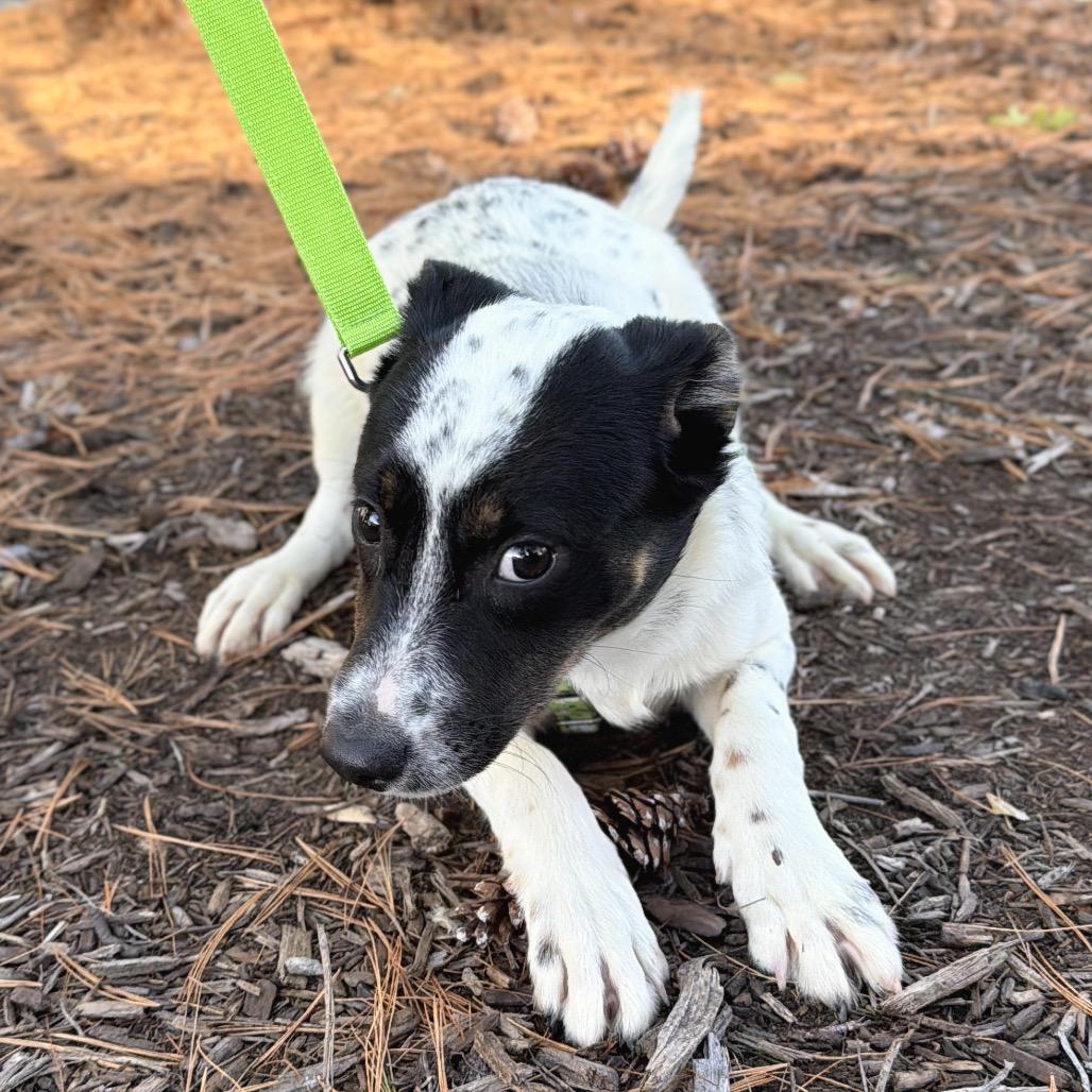 Shooter, a Adoptable mixed breed in East Hampton, NY image 4/4
