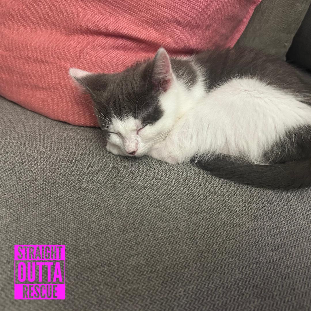 Millie, Adoptable, Kitten Female Domestic Short Hair.