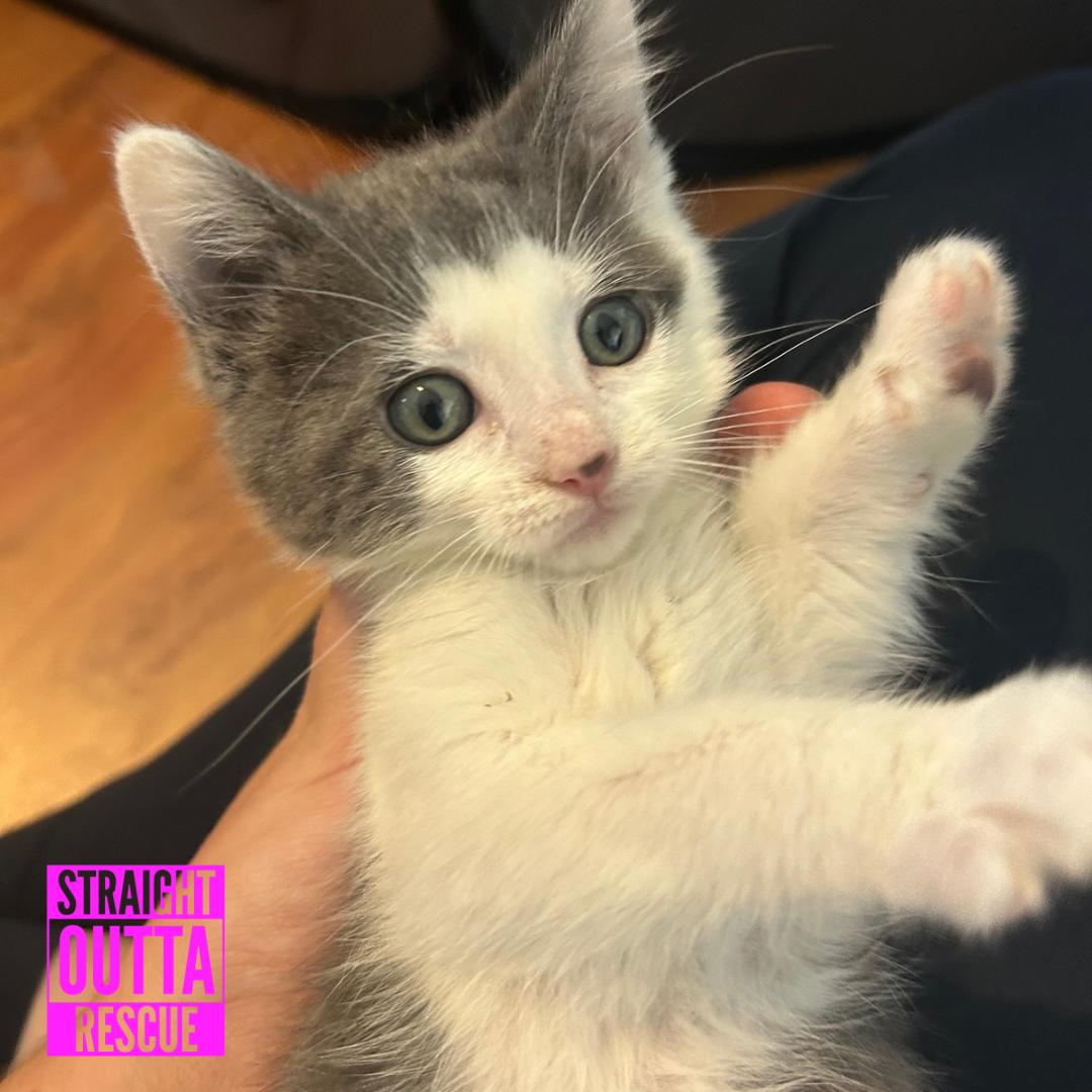 Enlarge Millie, a Adoptable Domestic Short Hair in Vancouver, BC image 4/6