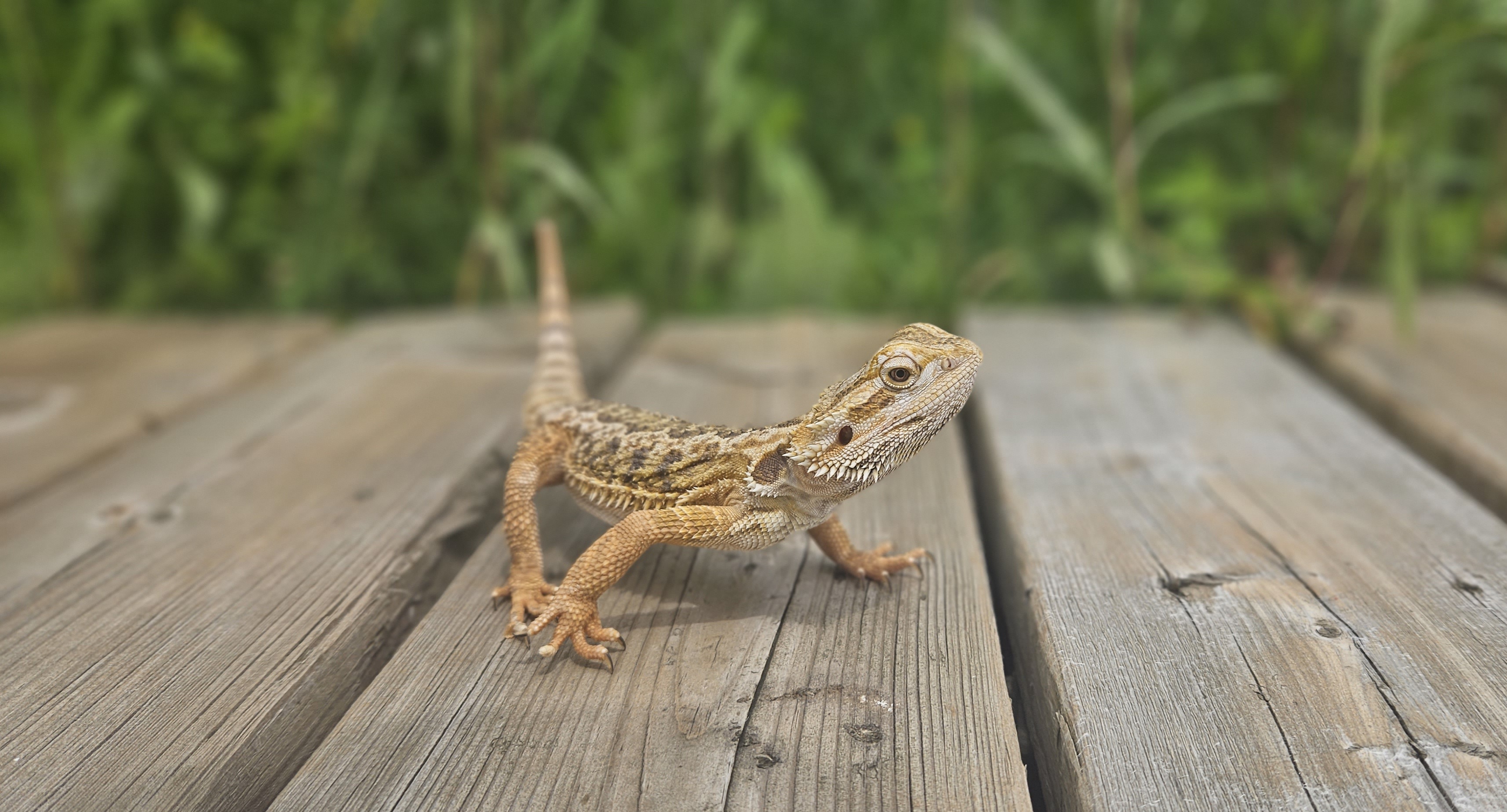 Pumba, Adopted, Young Unknown Bearded Dragon.