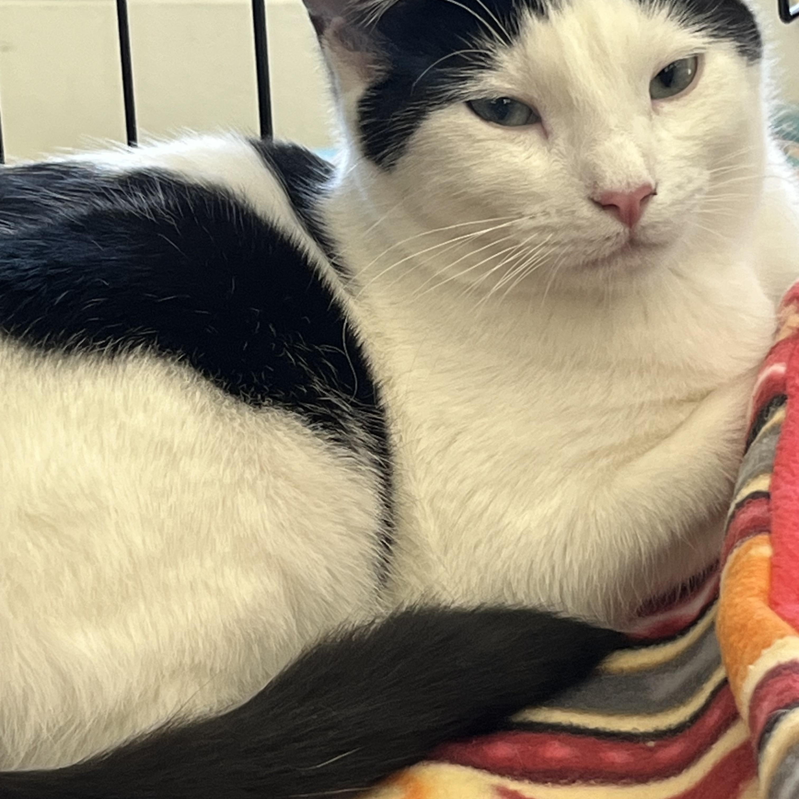 Pazzazz B., Adoptable, Young Female Domestic Short Hair.