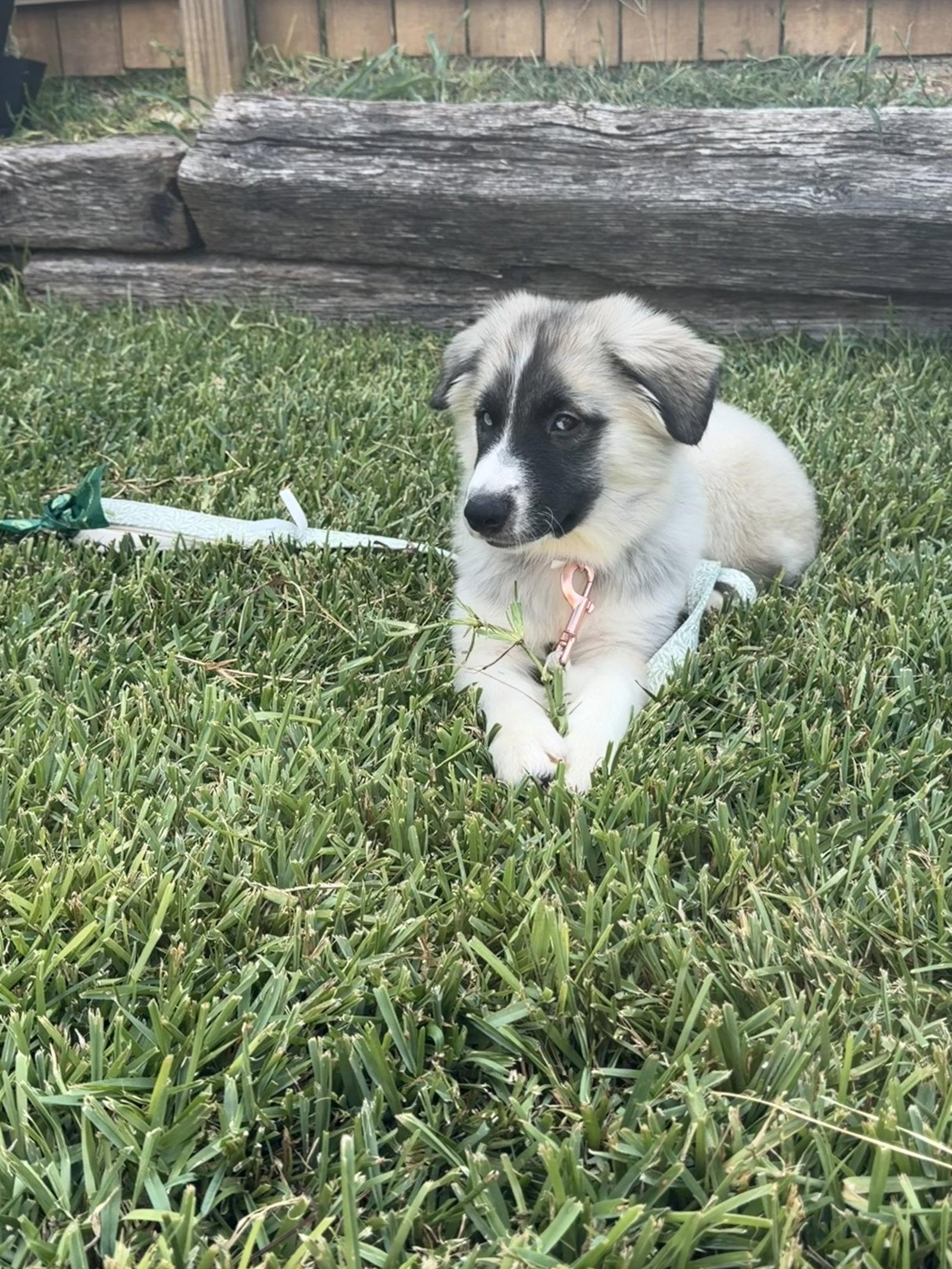 Mabel, Adoptable, Puppy Female Siberian Husky.