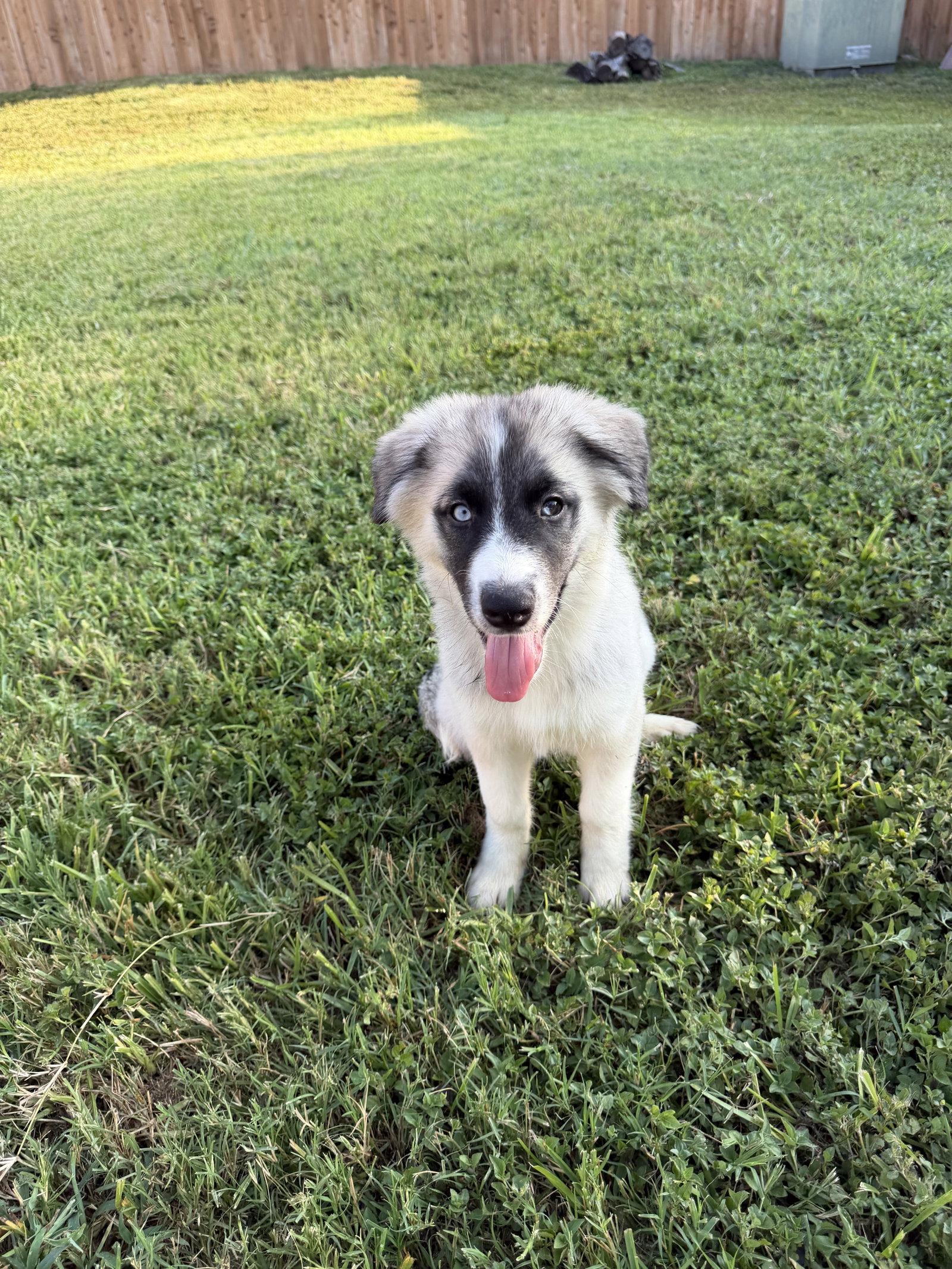 Mabel, a Adoptable Siberian Husky in Carrollton, TX image 3/3