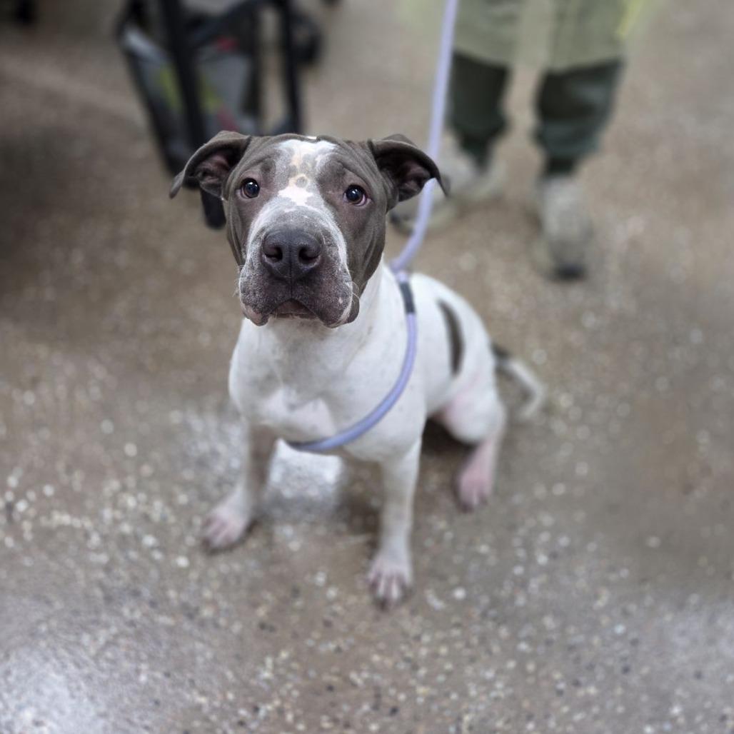 Enlarge Flash, a Adoptable mixed breed in Incline Village, NV image 1/2