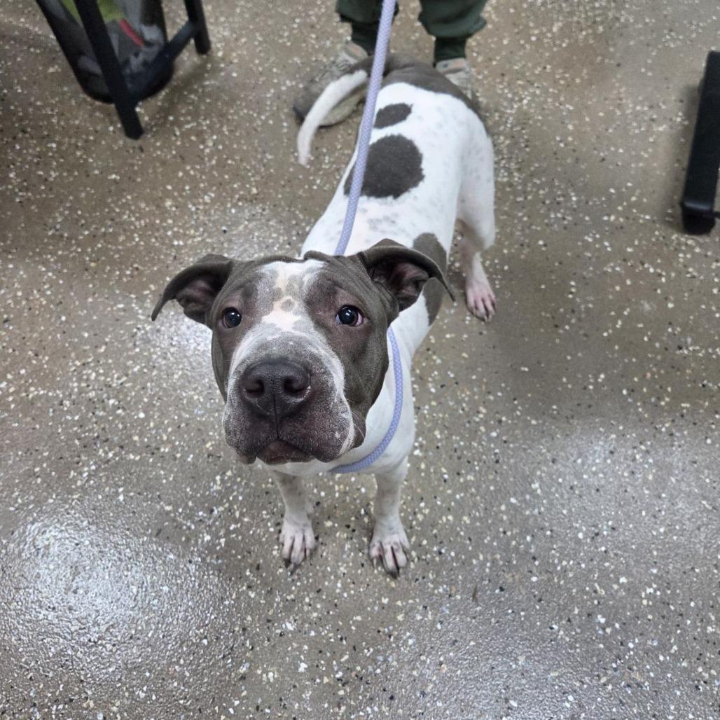 Enlarge Flash, a Adoptable mixed breed in Incline Village, NV image 2/2